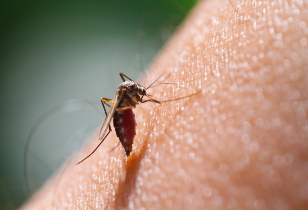 La Lucha de un Viajero Contra el Dengue en el Amazonas