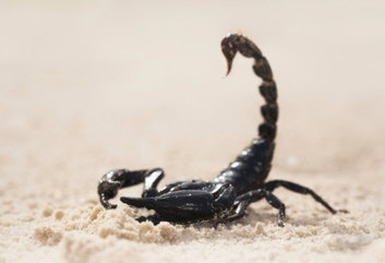 scorpion sting in mexico